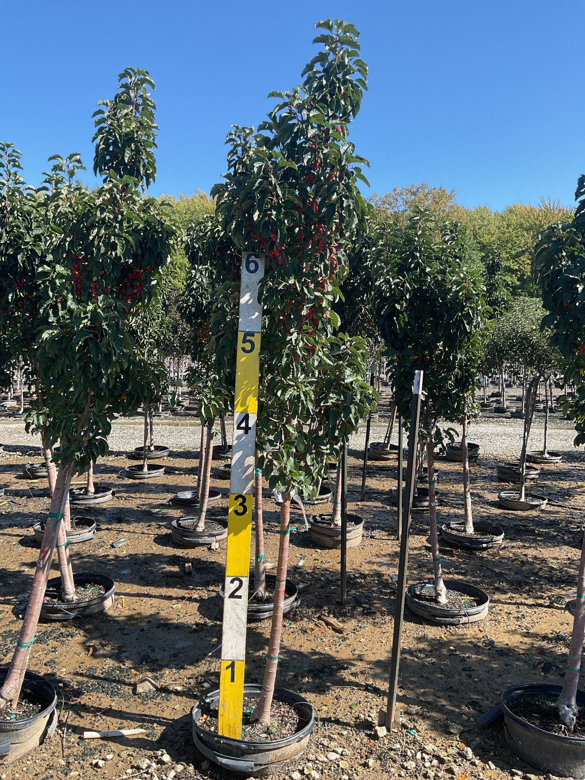 Malus ivory 'Spear'