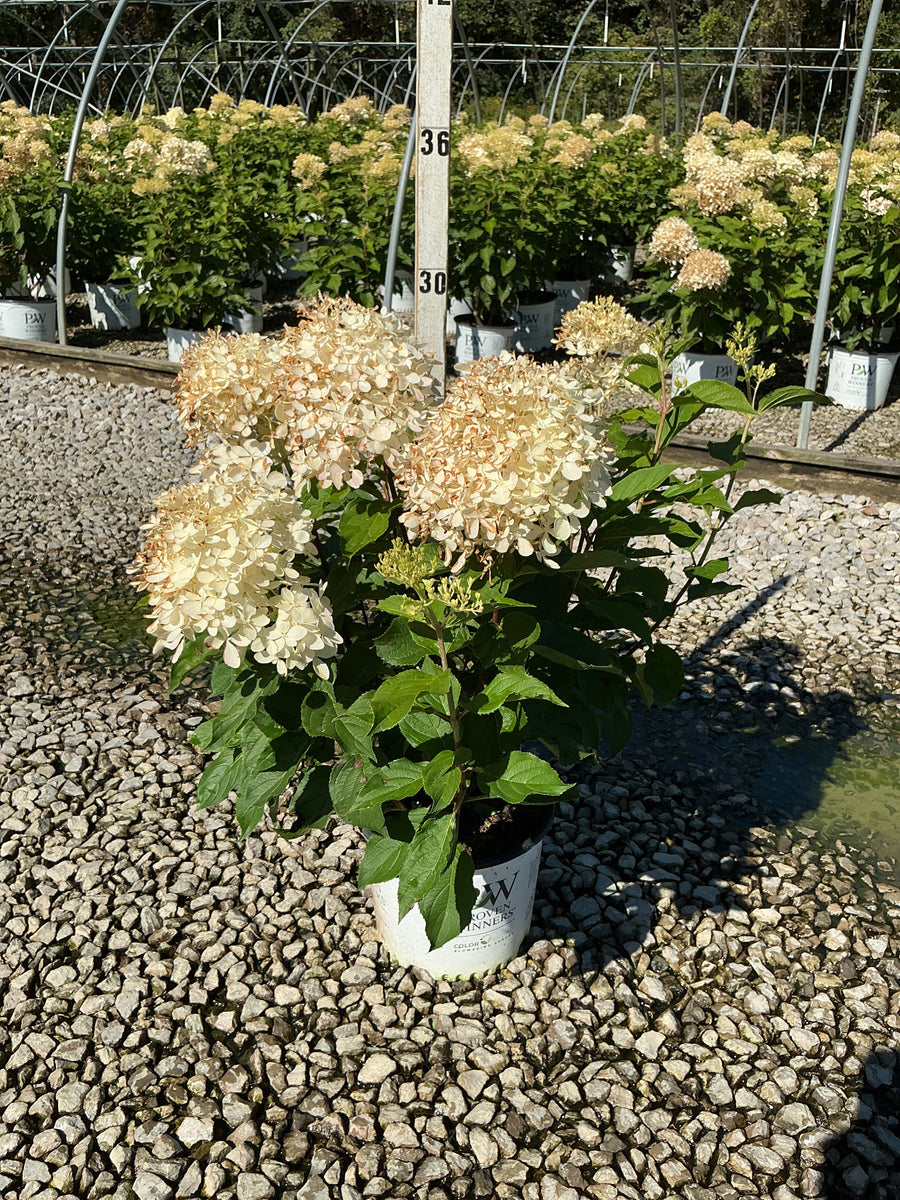 Hydrangea 'P Puffer Fish'