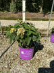 Hydrangea 'P Little Hottie'