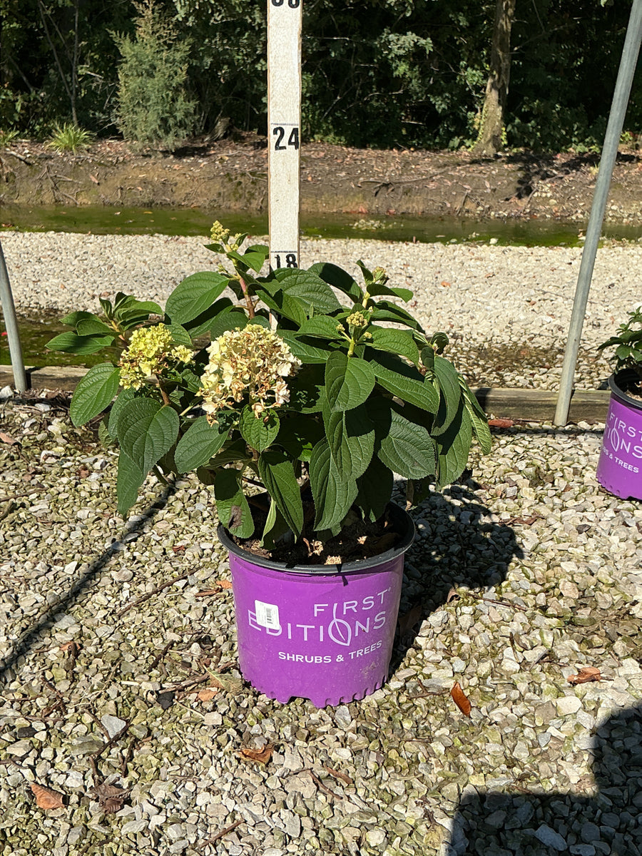 Hydrangea 'P Little Hottie'