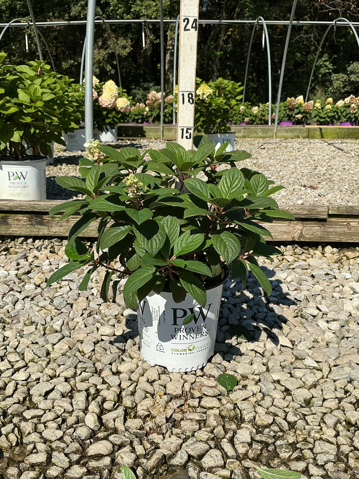 Hydrangea pan ‘Little Quick Fire'