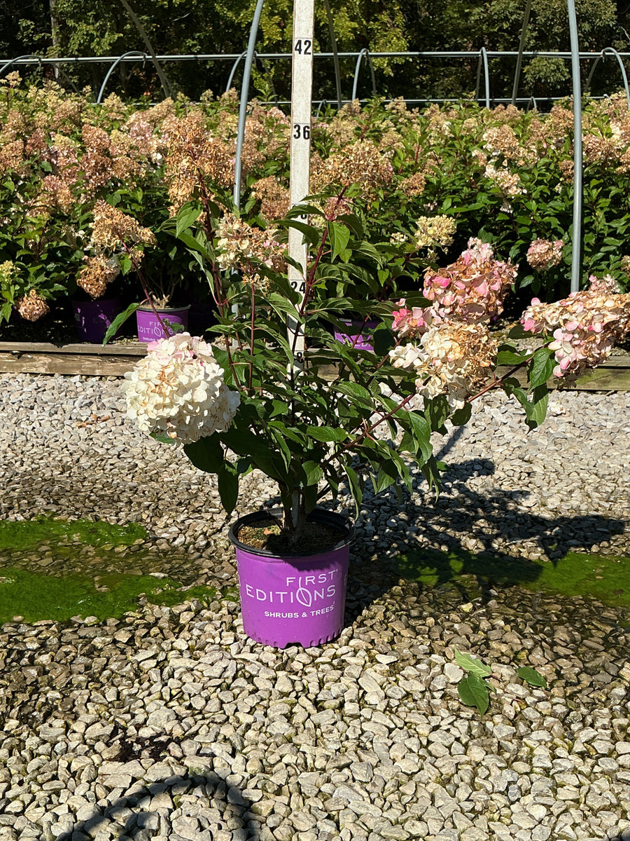 Hydrangea paniculata 'Renhy'