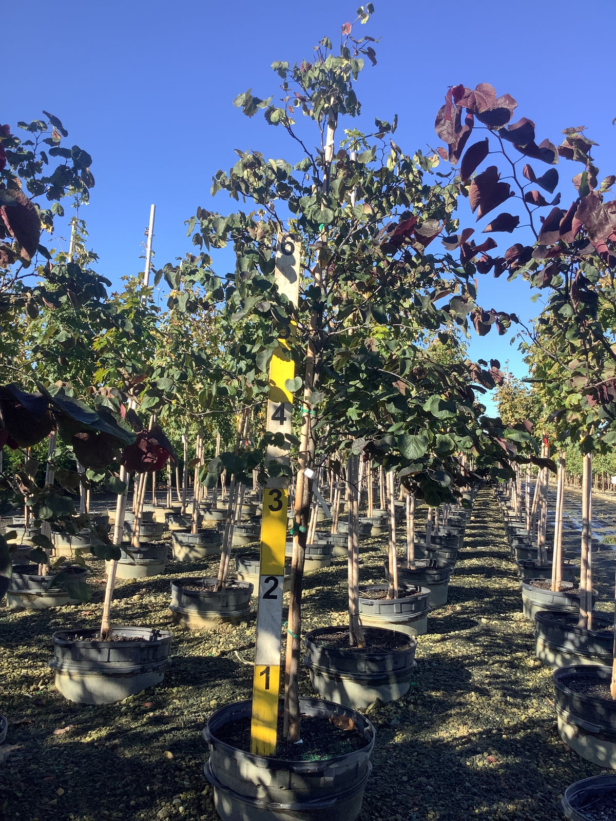 Cercis canadensis 'Forest Pansy'