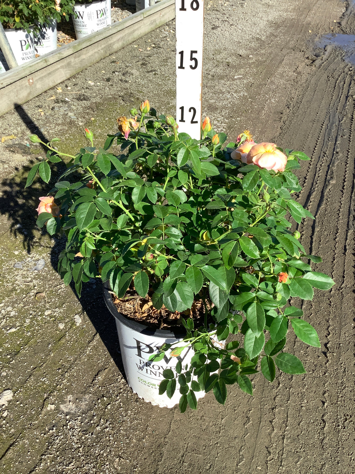 Rosa 'S At Last'