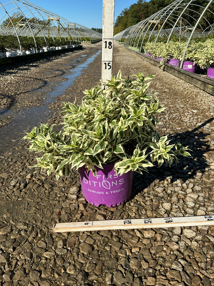 Diervilla sessilifolia 'LDPC Podaras'