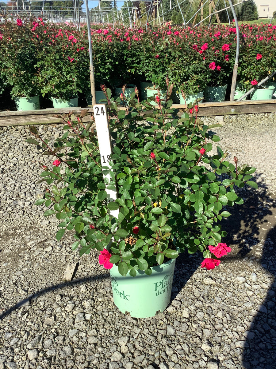 Rosa miracle 'On The Hudson Pink'