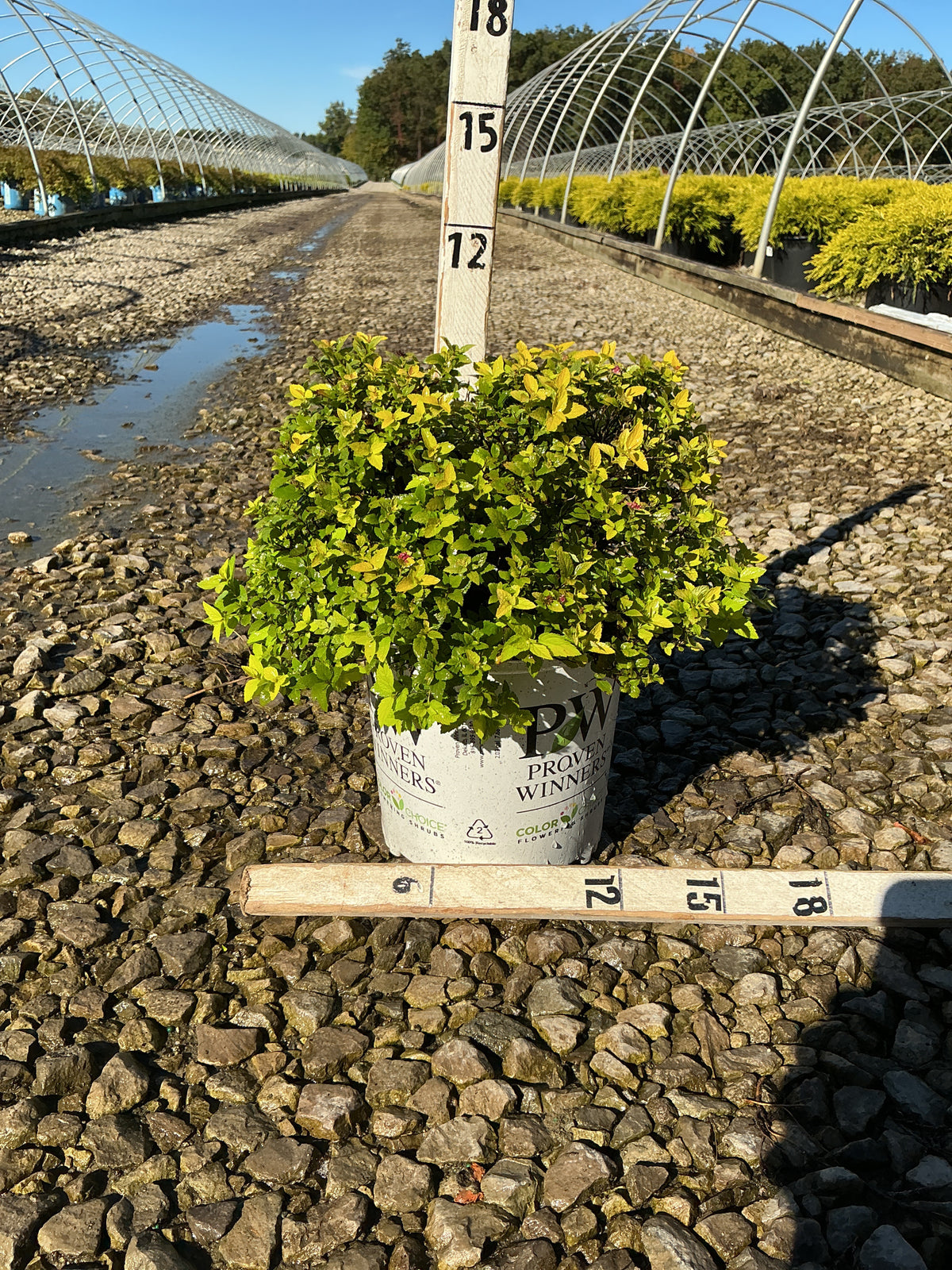 Spiraea japonica 'Yan'