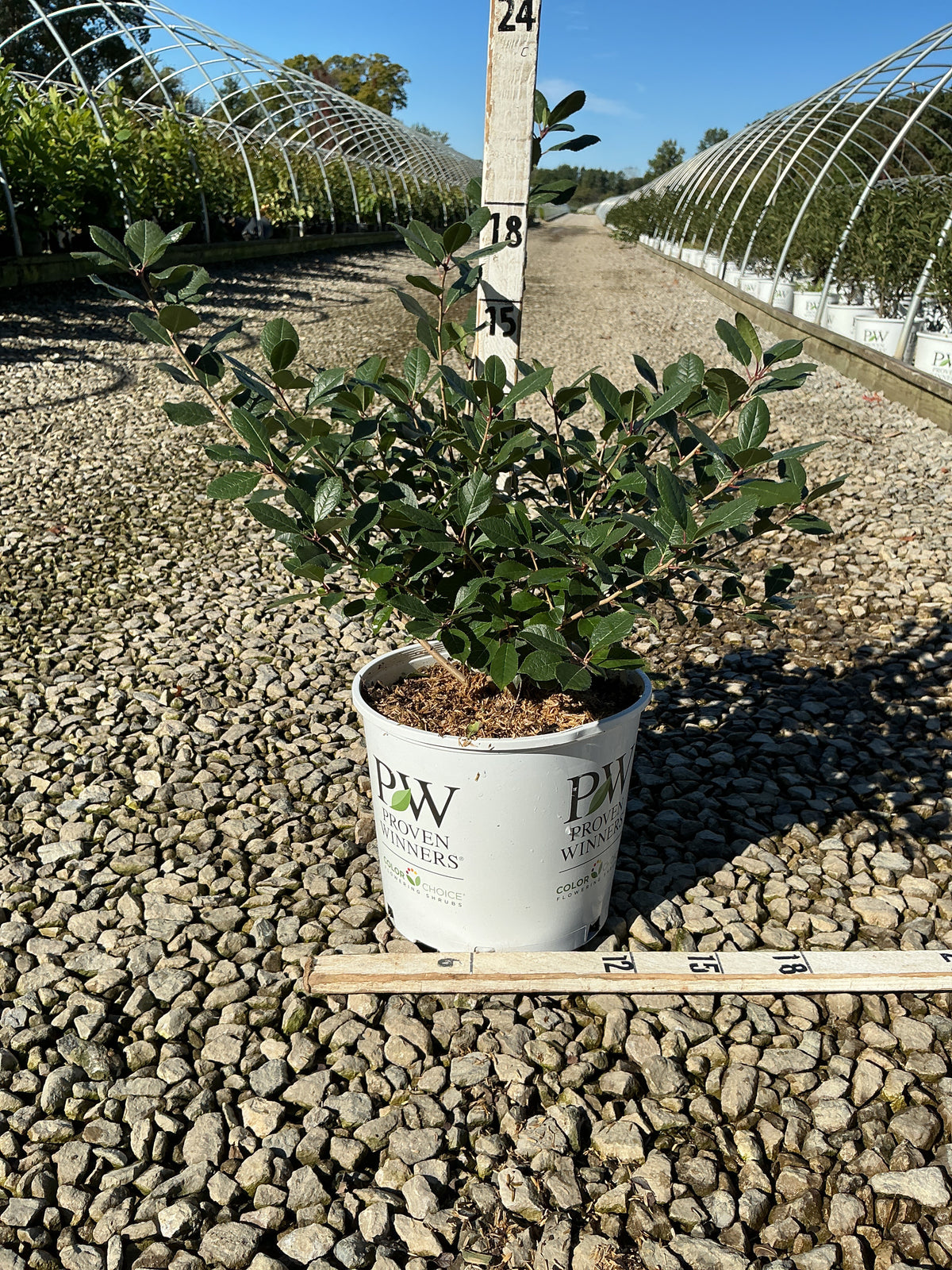 Ilex verticillata 'Mr. Poppins'