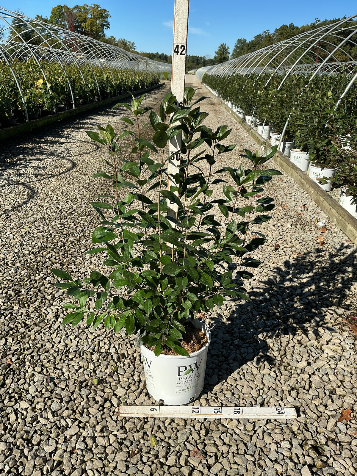 Ilex verticillata 'Berry Heavy'