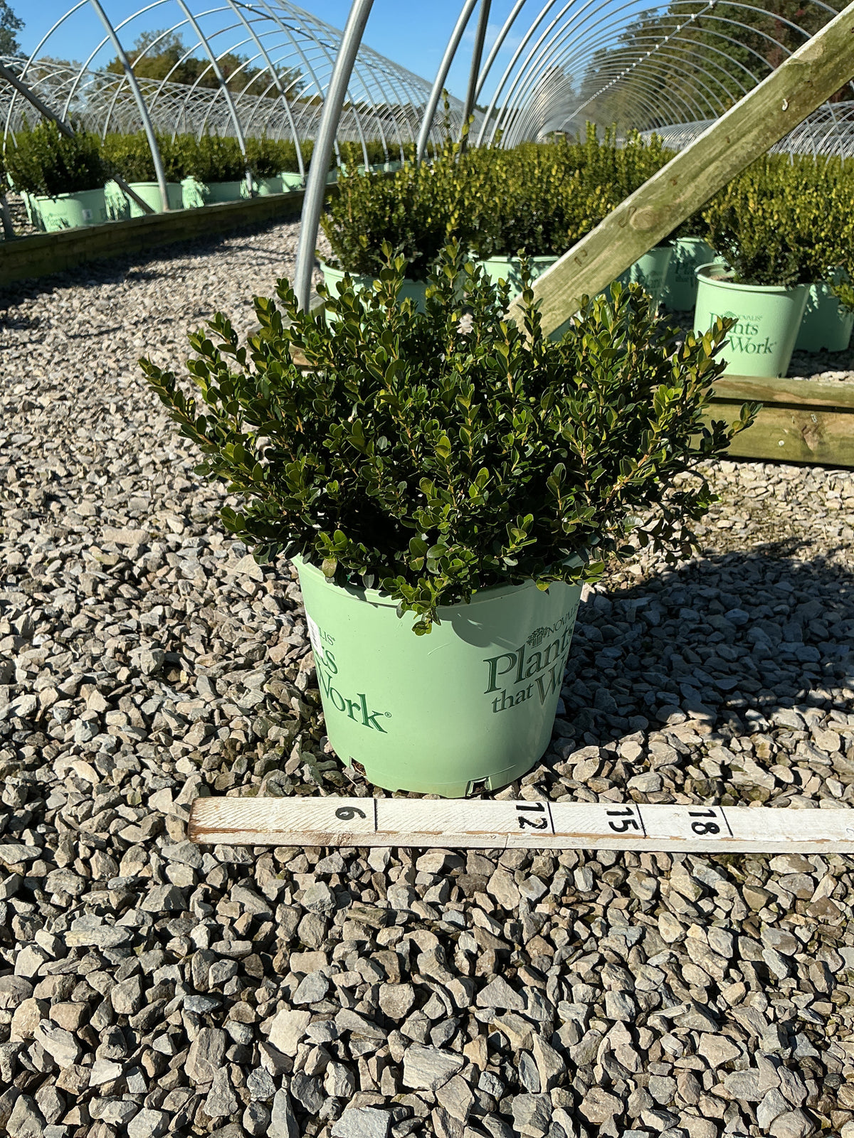 Buxus microphylla 'Little Missy'