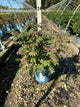 Sorbaria 'Cherry On Top'