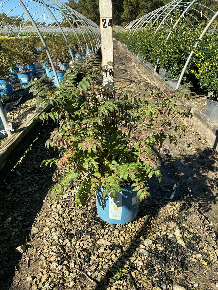 Sorbaria 'Cherry On Top'