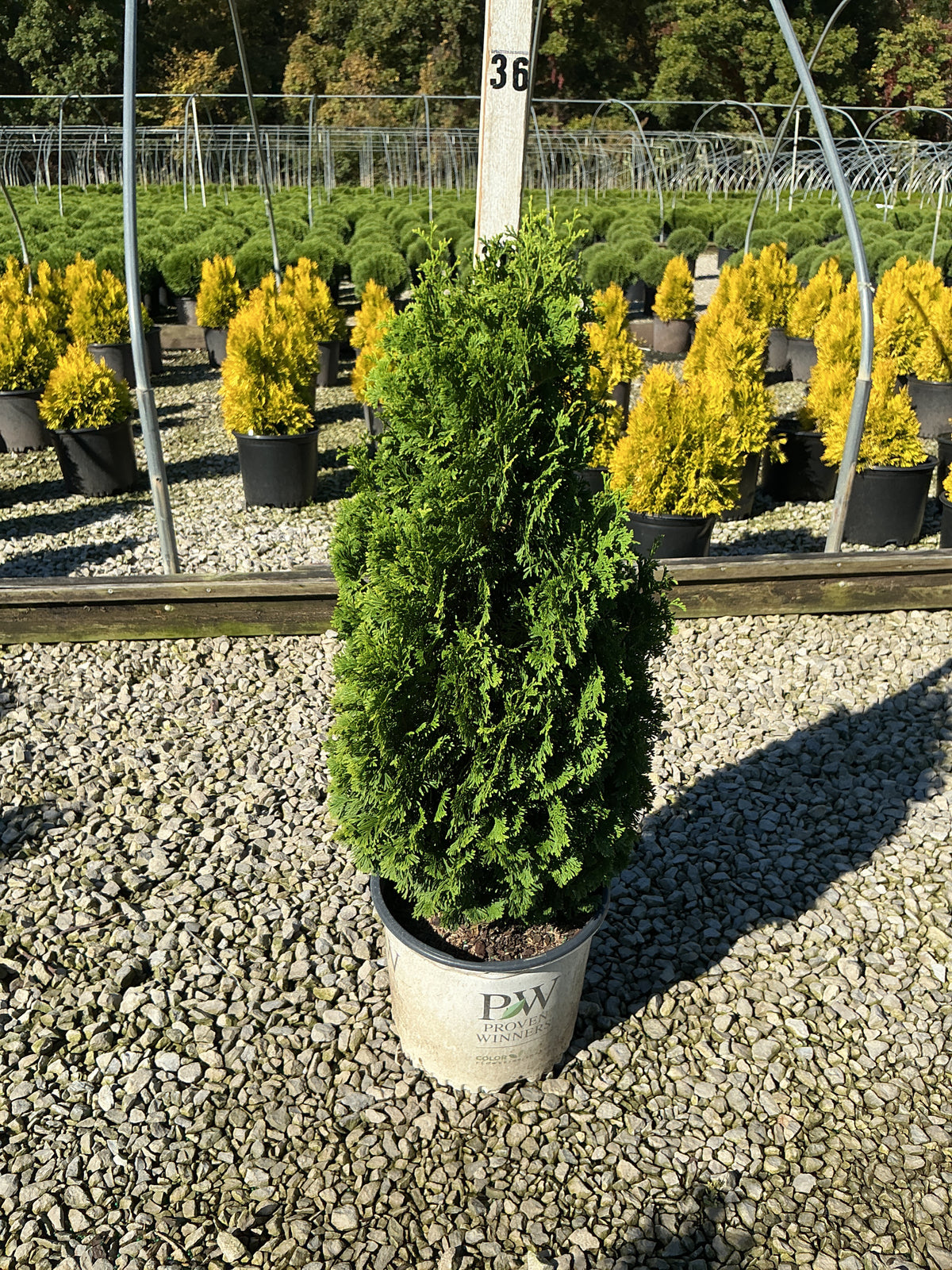 Thuja occidentalis 'Sting'