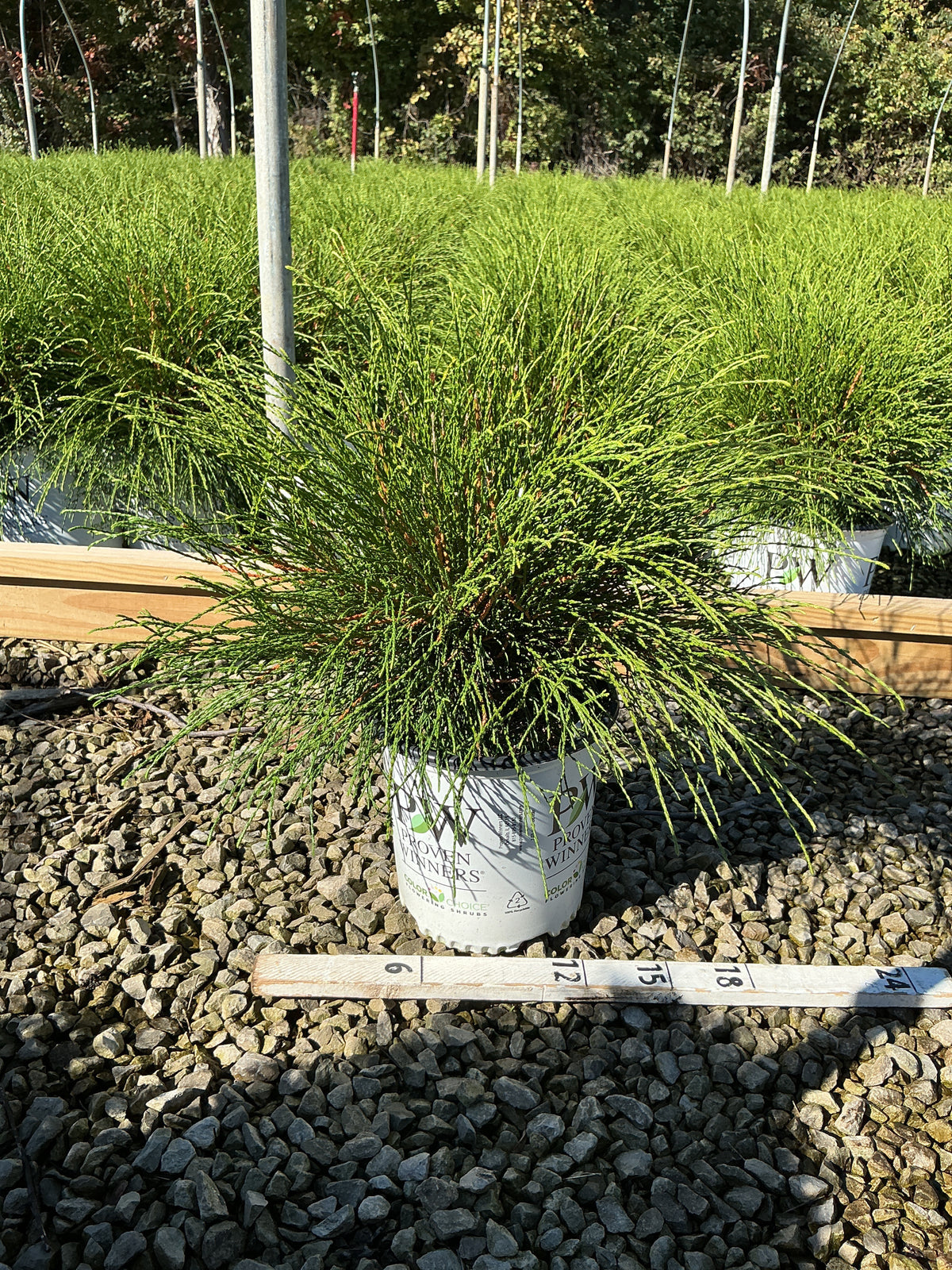 Thuja occidentalis ‘Whip It Good’