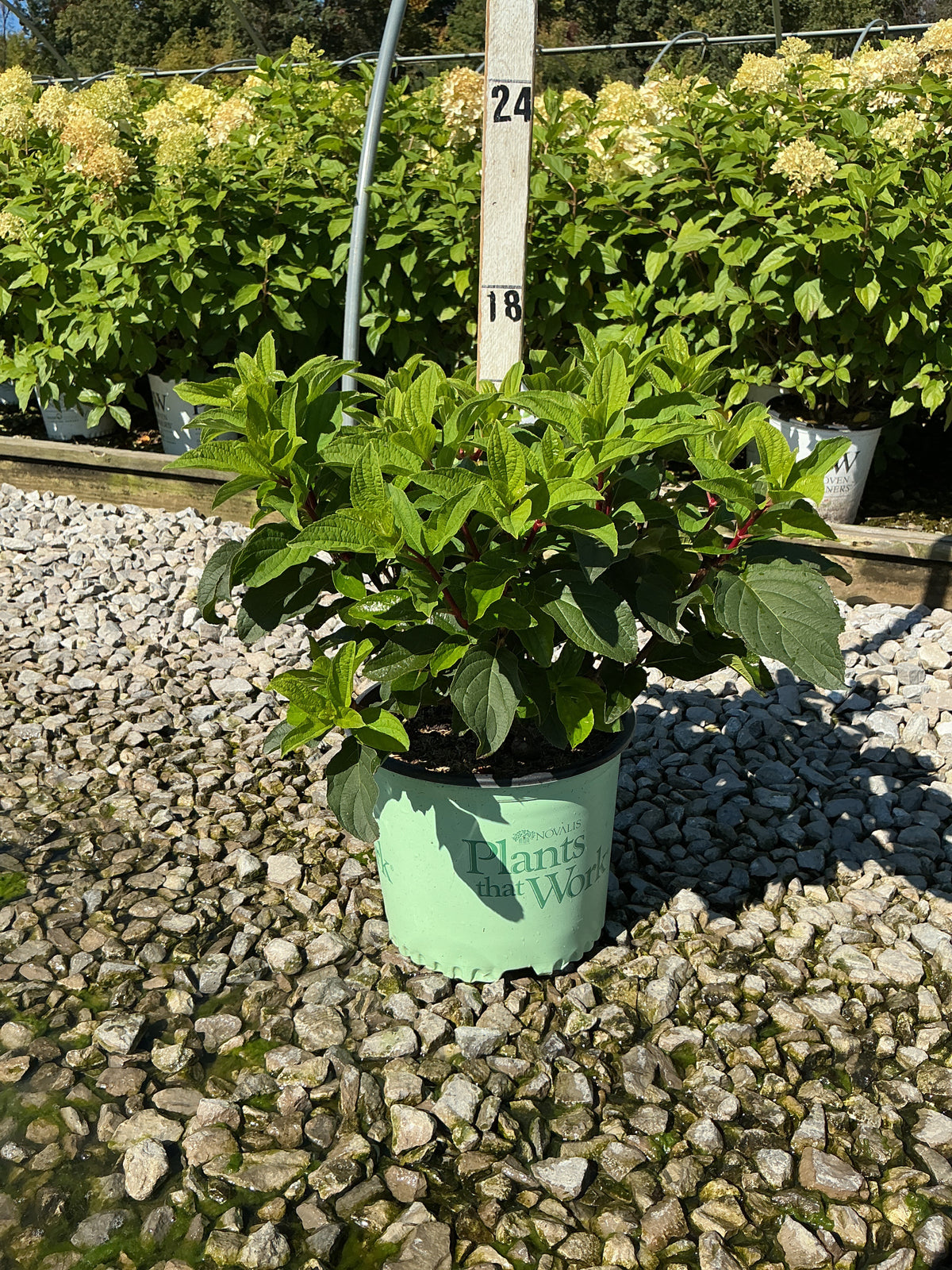 Hydrangea paniculata 'Bailpantwo'