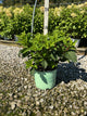 Hydrangea paniculata 'Bailpantwo'