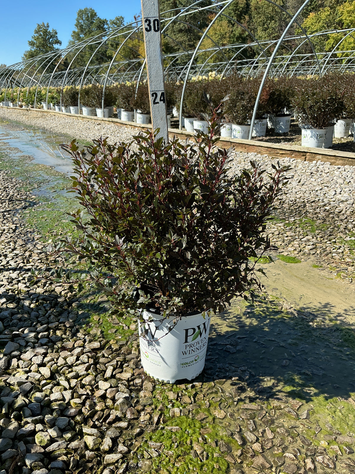 Physocarpus opulifolius 'SMPOTW'