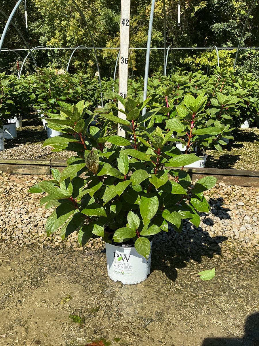 Hydrangea paniculata 'Bulk'