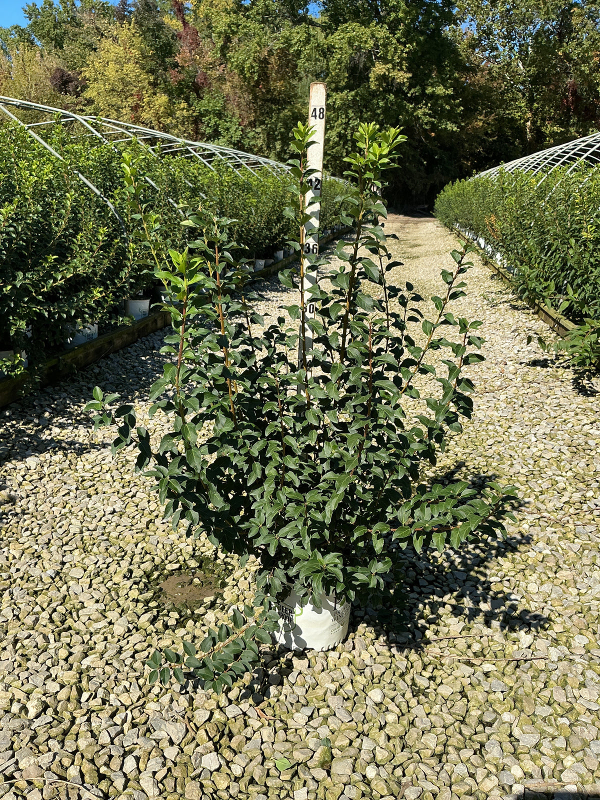 Forsythia x intermedia 'Mindor'