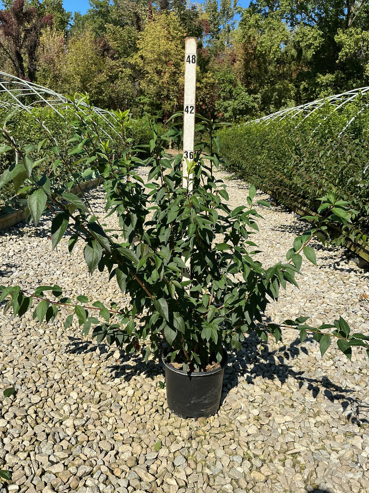 Forsythia x 'Lynwood Gold'