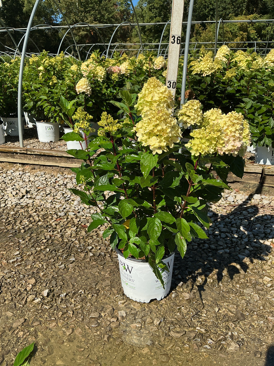 Hydrangea 'P Quick Fire Fab'