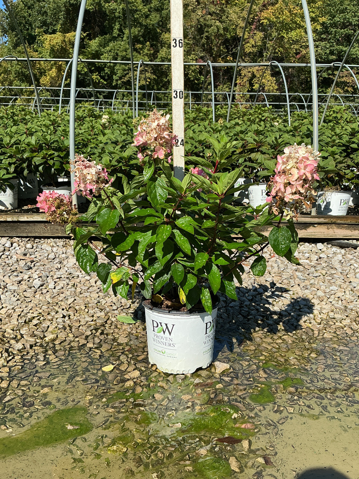 Hydrangea 'P Pinky Winky Prime'