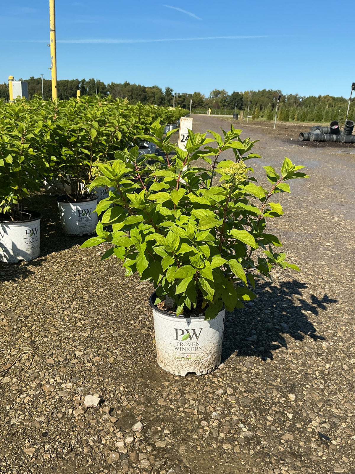 Hydrangea paniculata 'Jane'