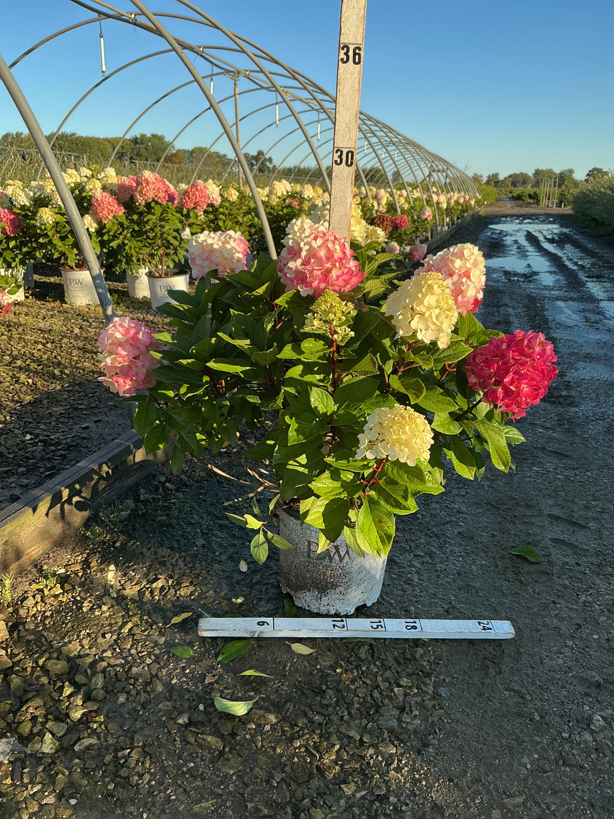 Hydrangea 'P Little Lime Punch'