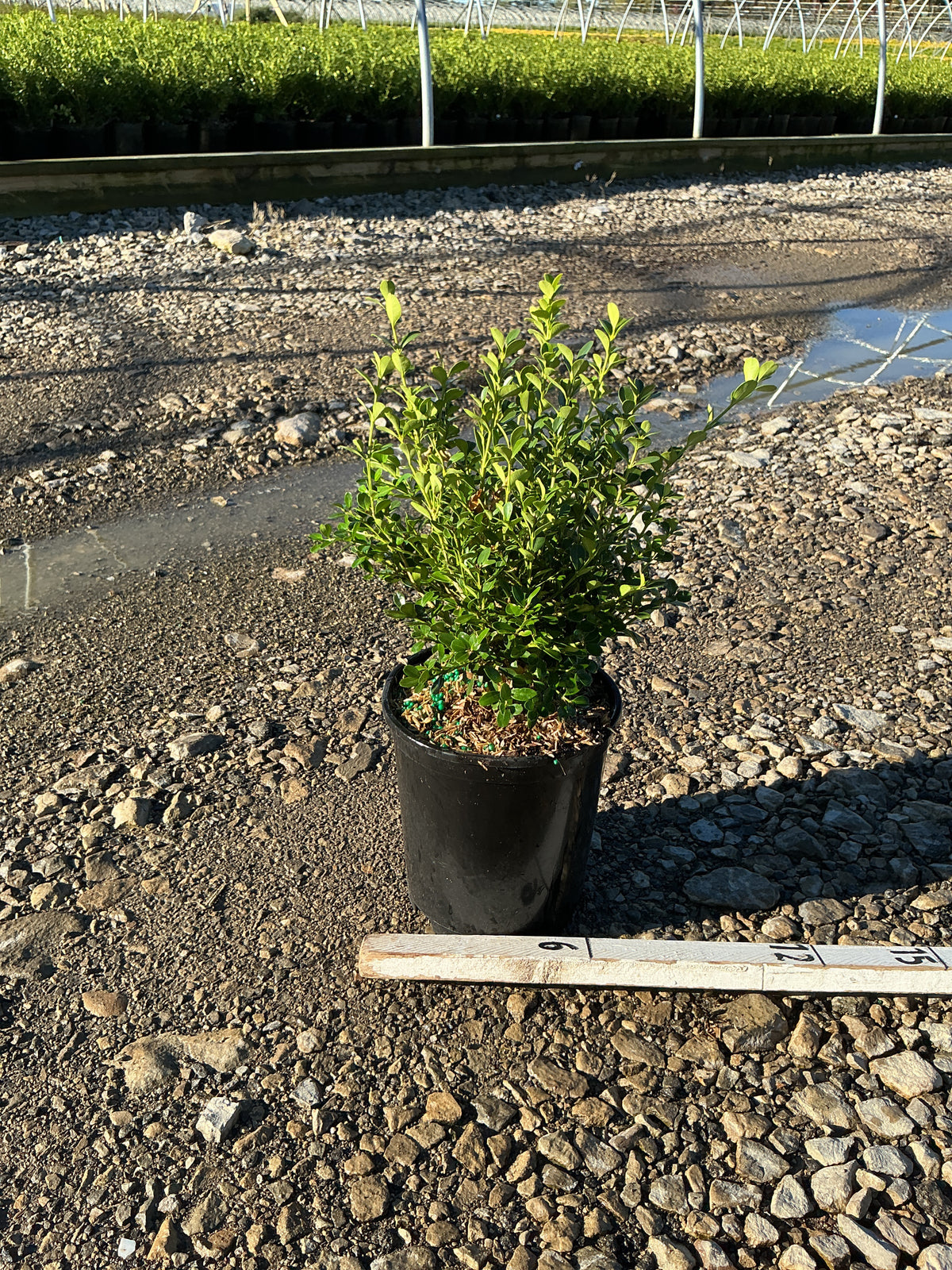 Buxus microphylla 'Green Gem'