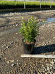 Buxus microphylla 'Green Gem'