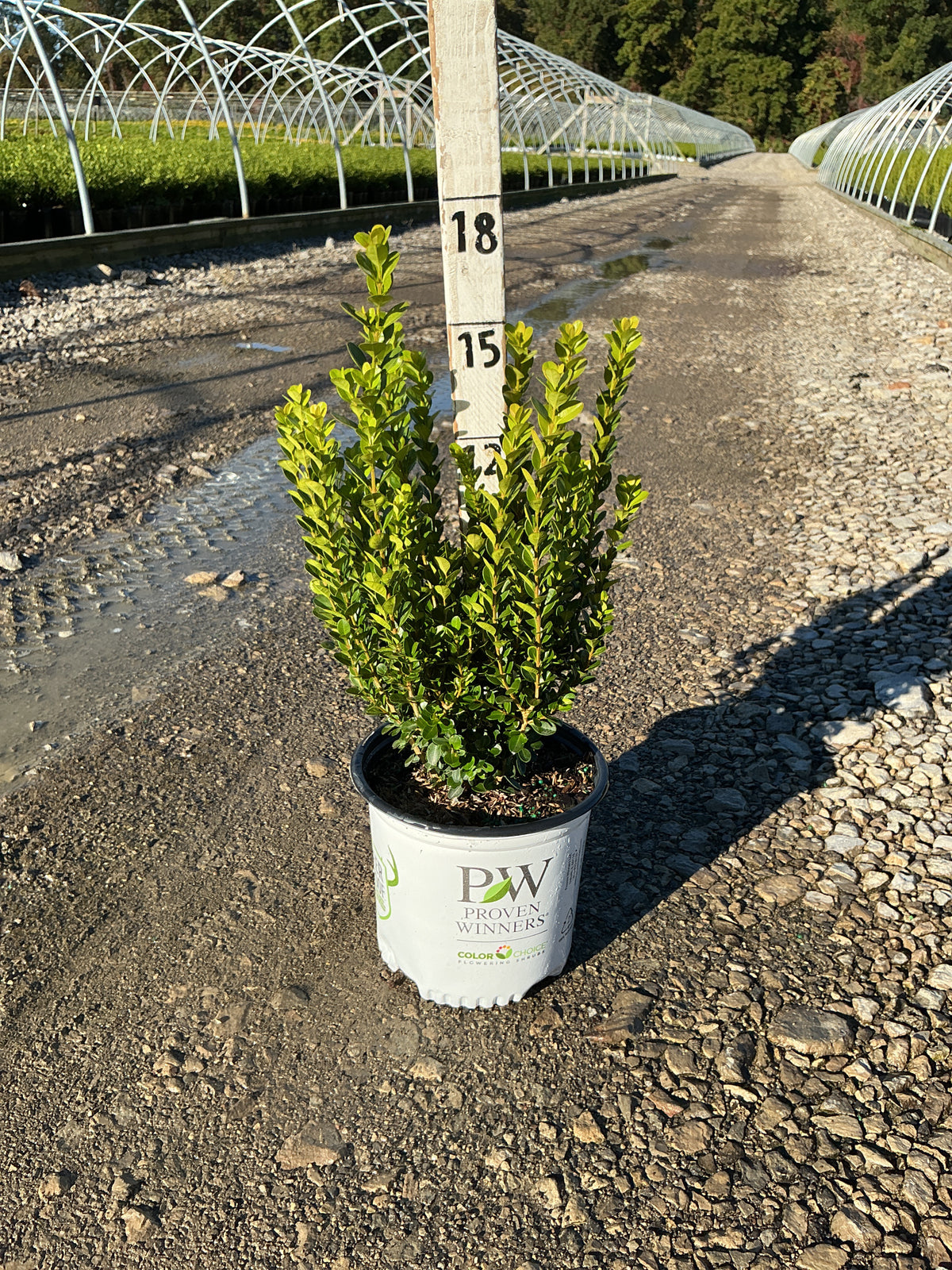 Buxus newgen 'Freedom'