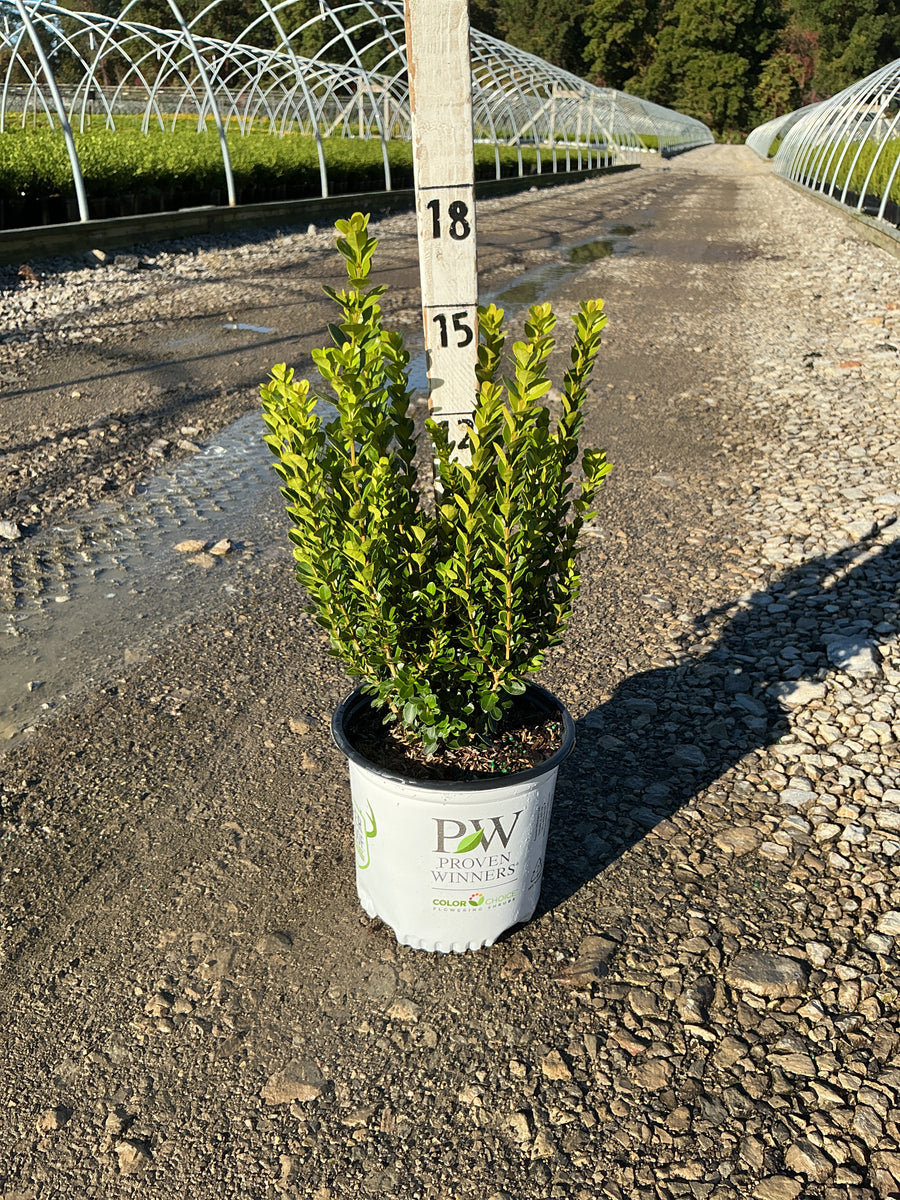 Buxus newgen 'Freedom'