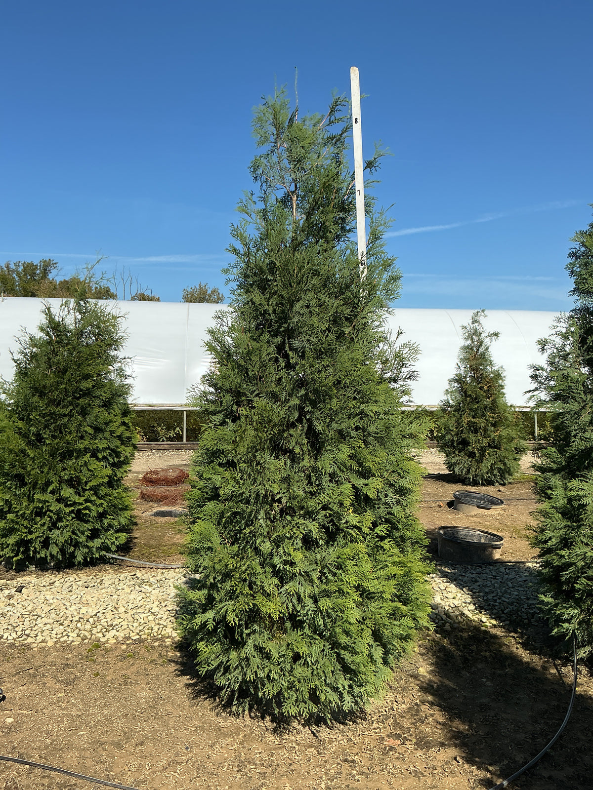 Thuja occidentalis 'American Pillar'