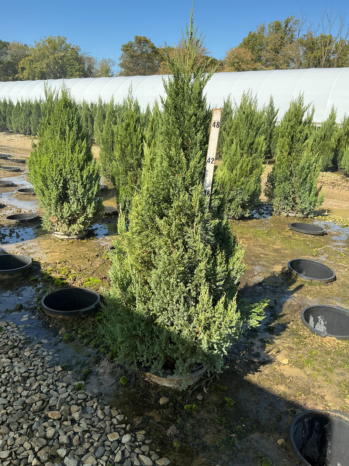 Juniperus chinensis 'Blue Point'