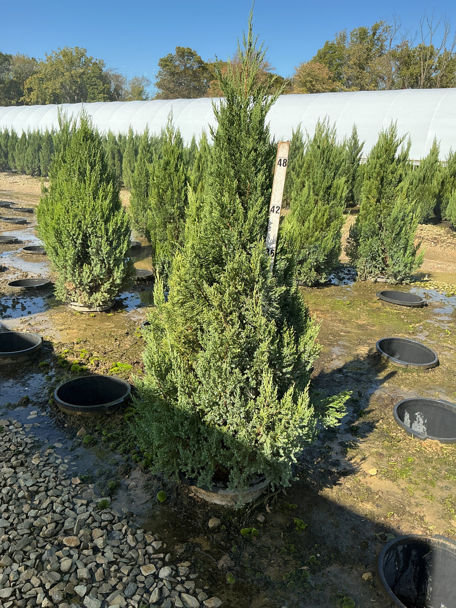 Juniperus chinensis 'Blue Point'