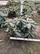 Rhododendron 'Holdens Pink'