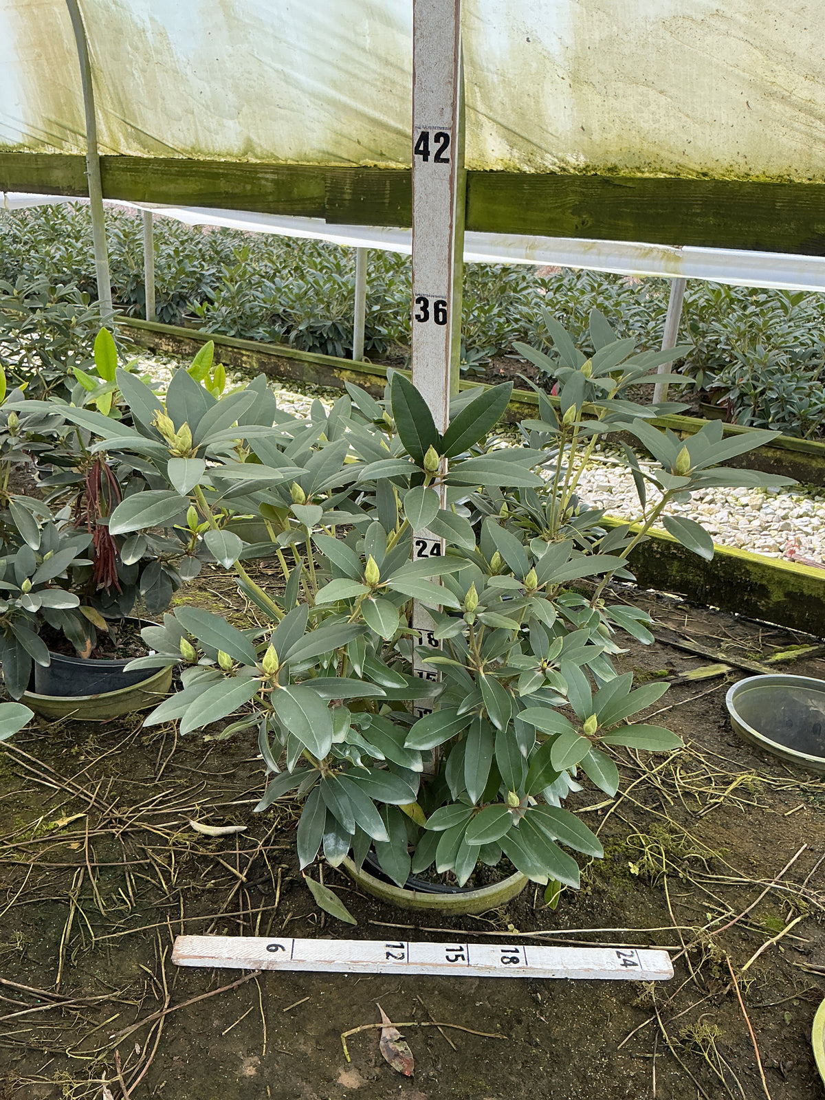 Rhododendron purpureum 'Elegans'