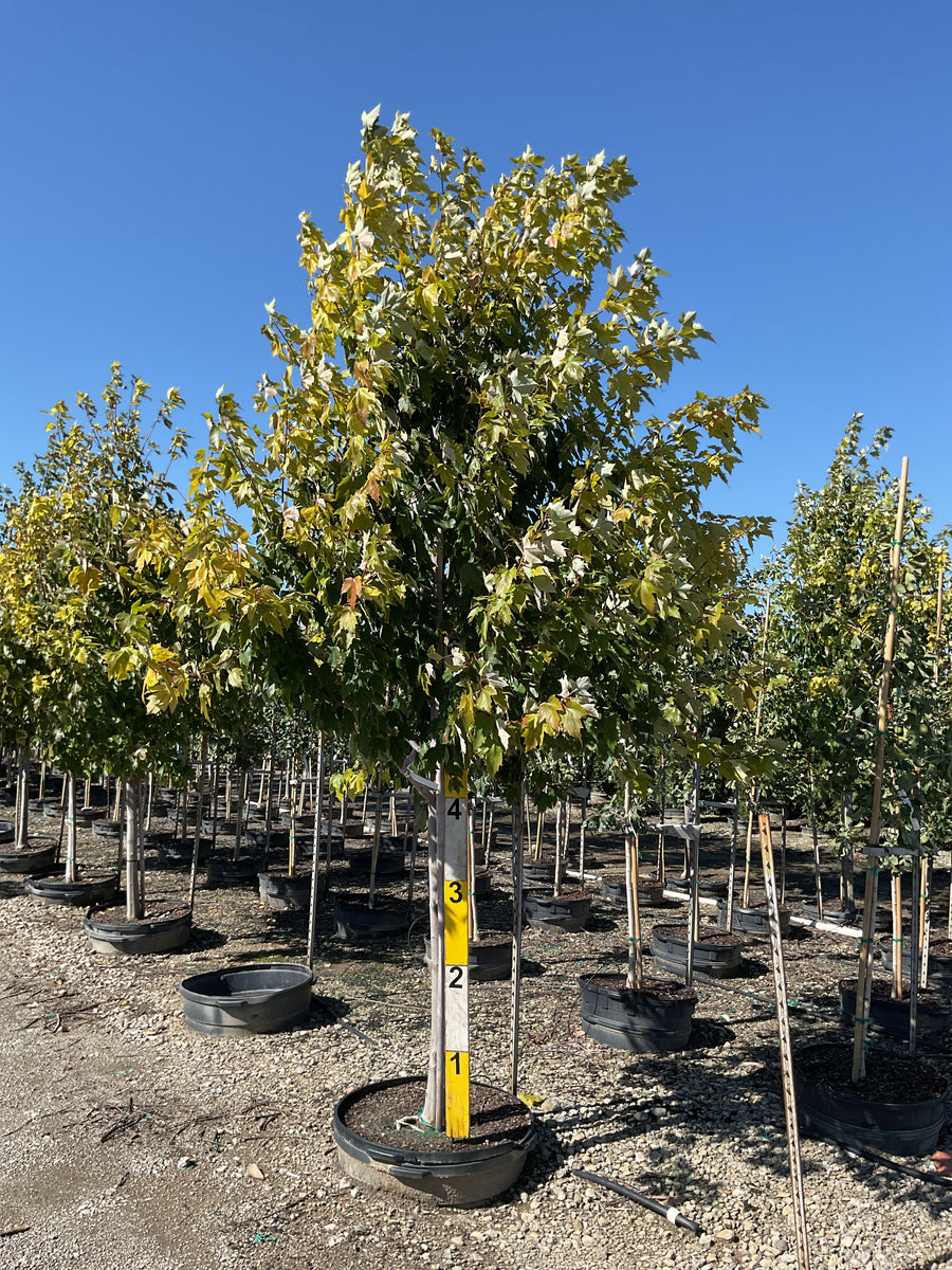 Acer rubrum 'Franksred' â€” G45 2.5