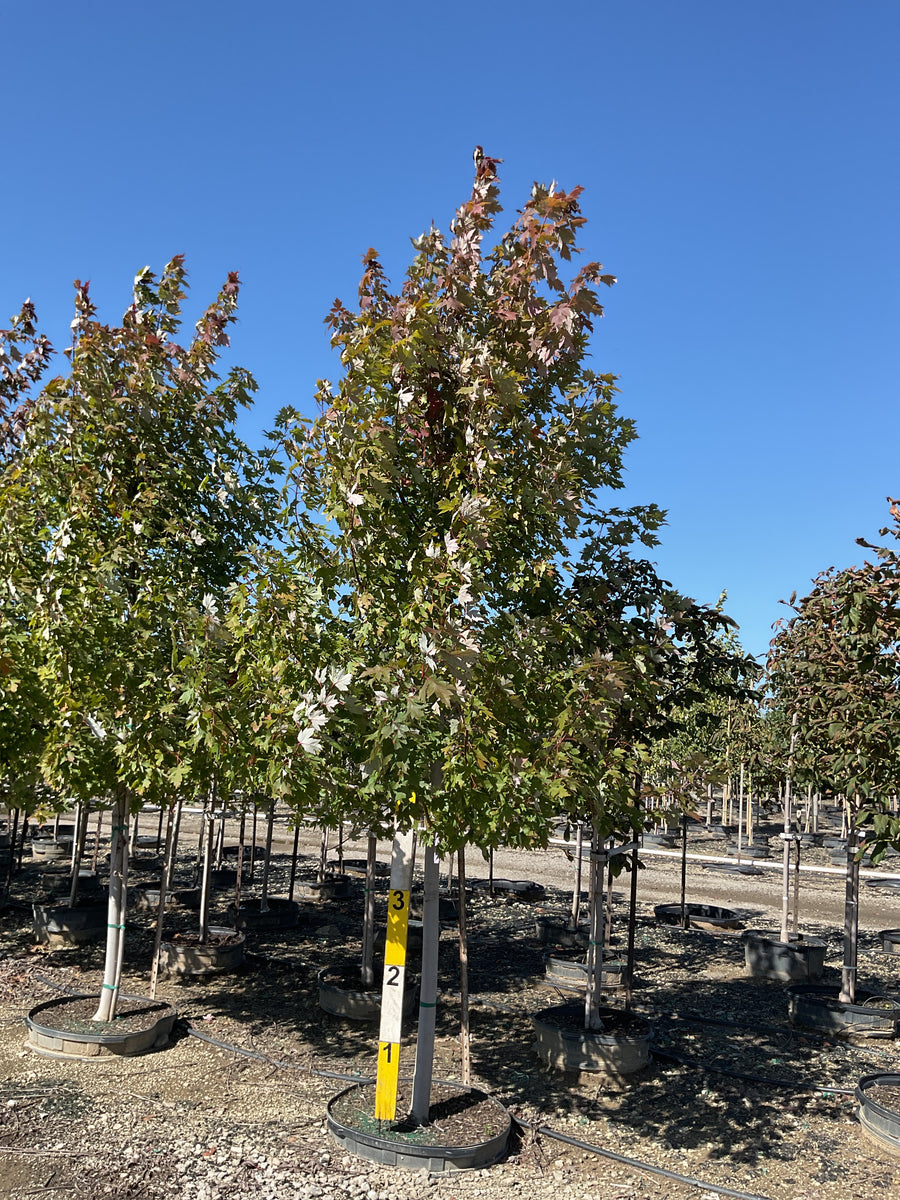 Acer x freemanii 'Jeffersred' â€” G45 2.5