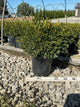 Buxus microphylla 'Green Gem'