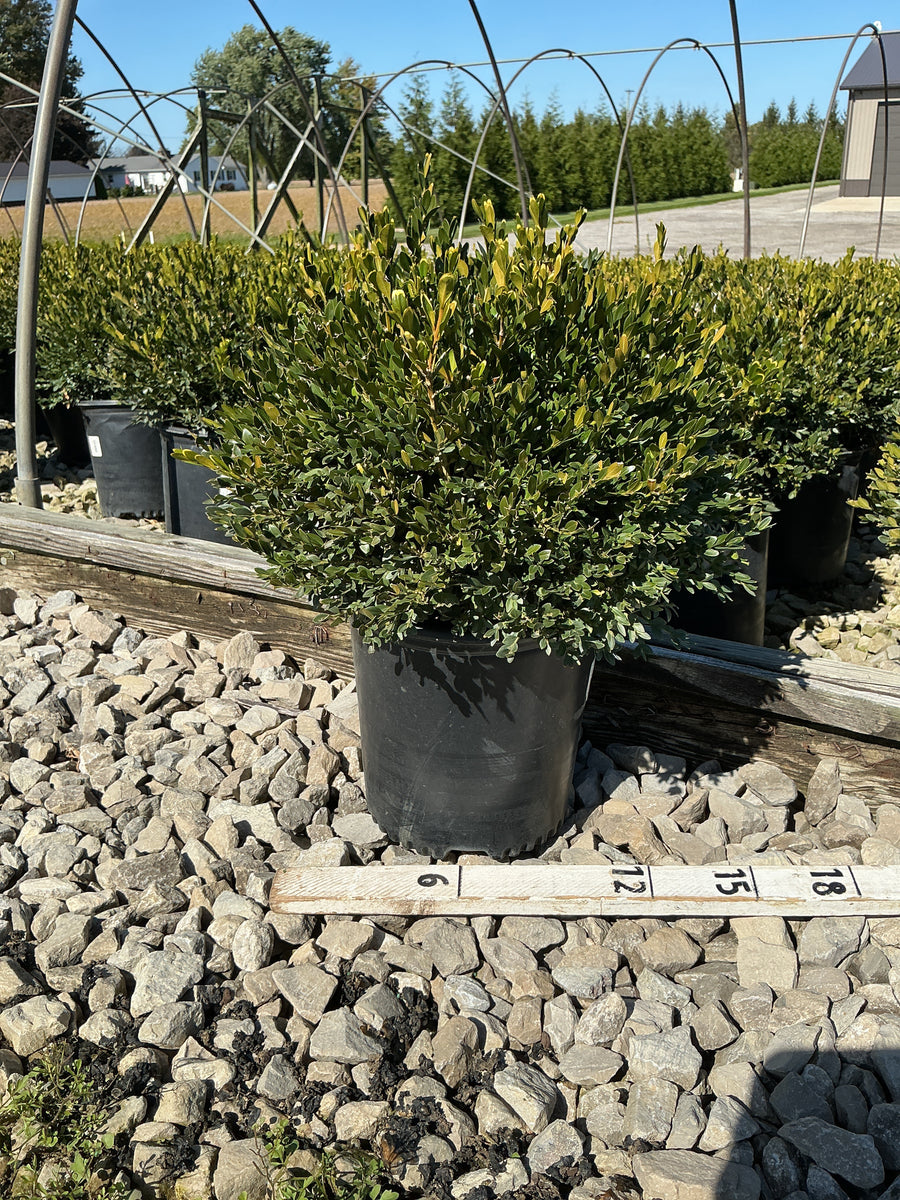 Buxus microphylla 'Green Gem'
