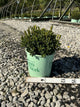 Buxus microphylla 'Little Missy'