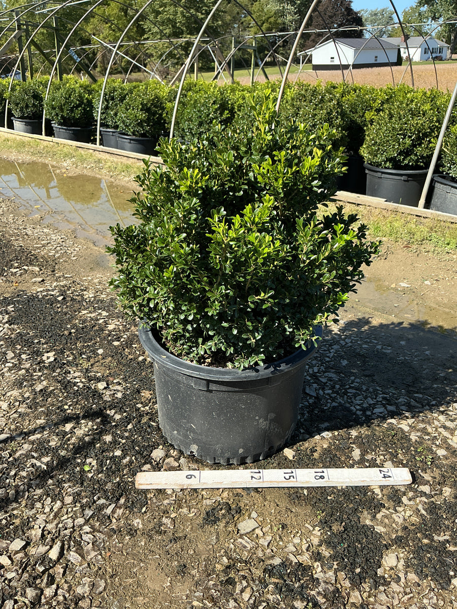 Buxus newgen 'Independence'