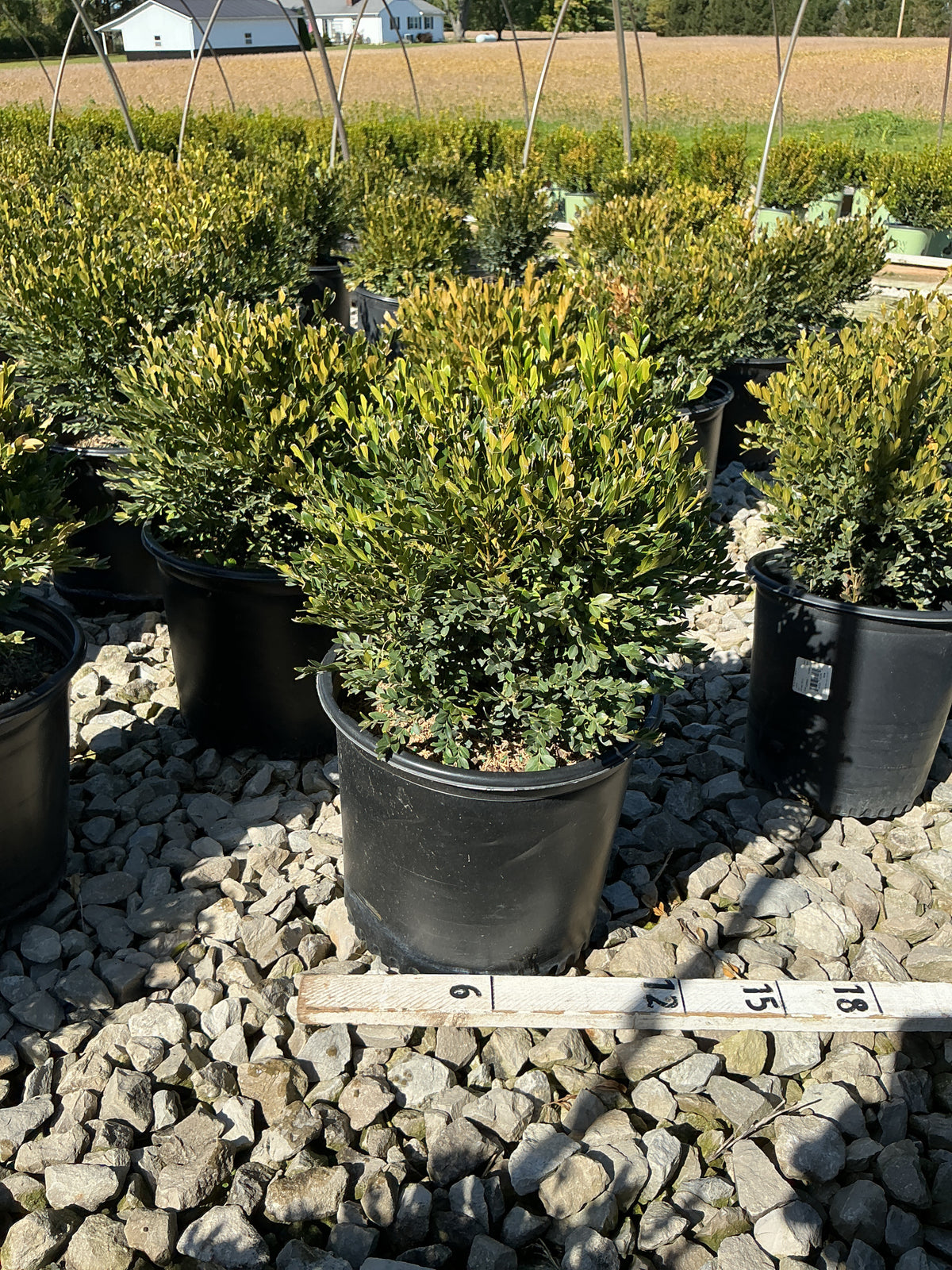 Buxus microphylla 'Green Gem'