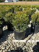 Buxus microphylla 'Green Gem'