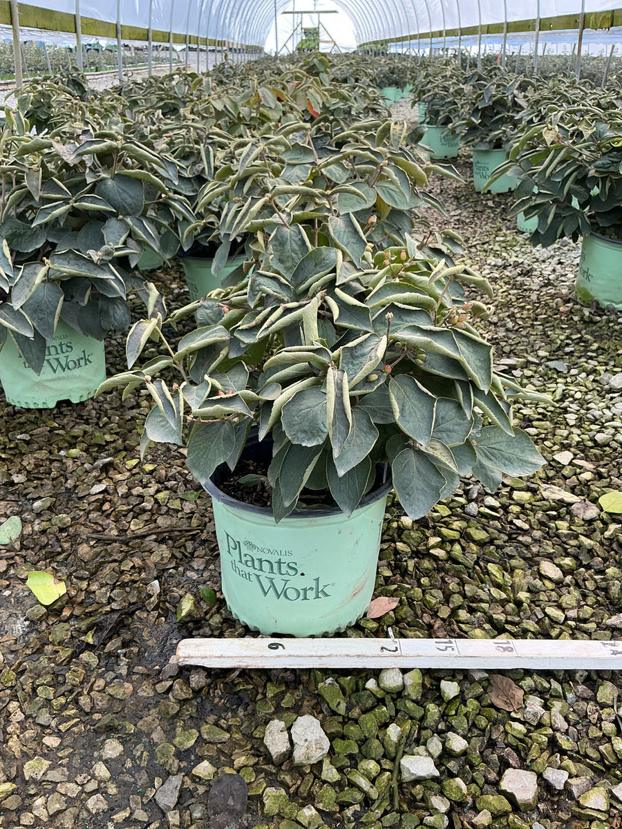 Viburnum carlesii 'Spice Island'