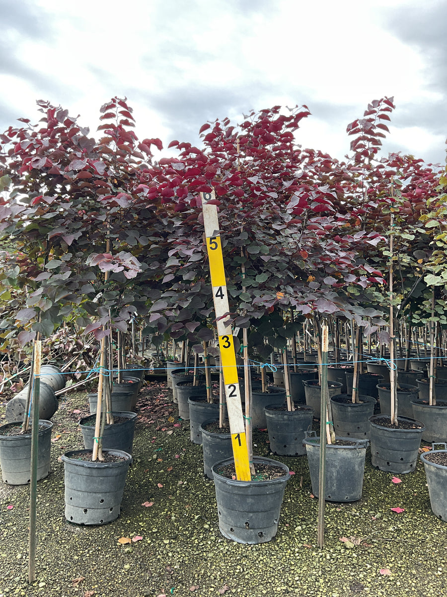 Cercis canadensis 'Forest Pansy'