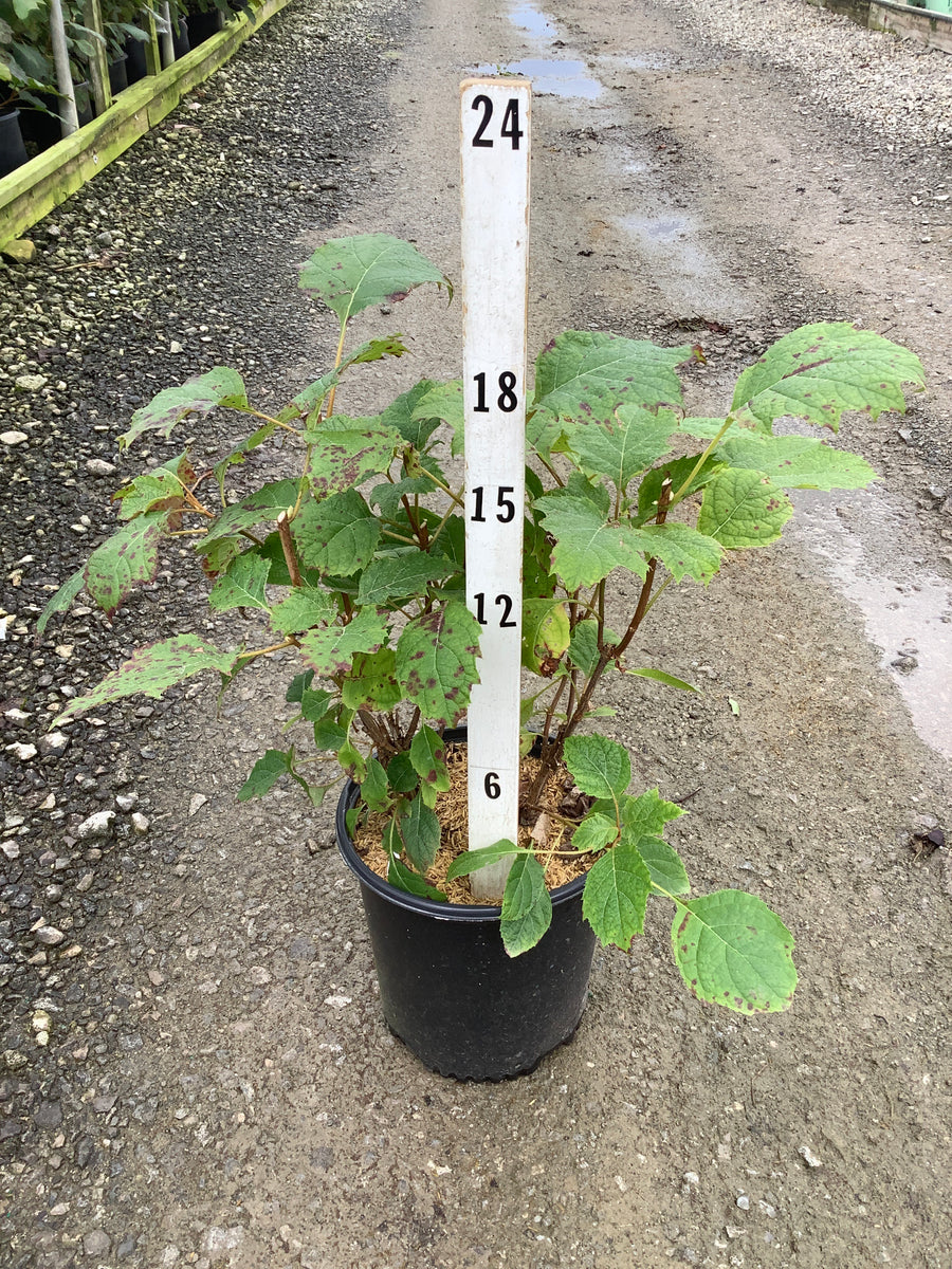 Hydrangea quercifolia 'Alice'