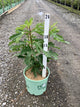 Ficus carica 'Violet De Bordeaux'