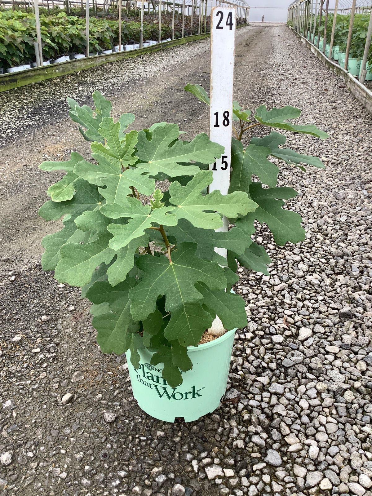 Ficus carica 'Chicago Hardy'